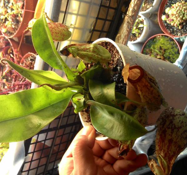 Name:  nepenthes-hookerina-sidr7t.jpg
Views: 762
Size:  61.0 KB