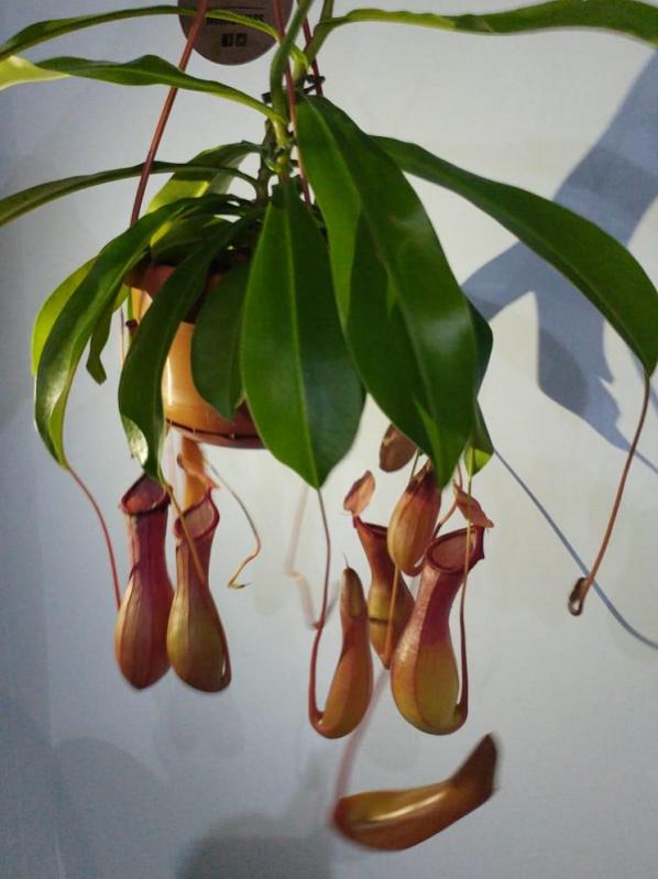Nepenthes Ventrata. 