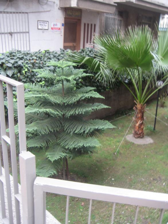 Arokarya, Salon çamı (Araucaria heterophylla) Page 4