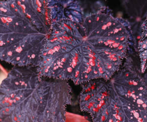 Name: BegoniaCherries.JPG
Views: 15337
Size: 29.3 KB