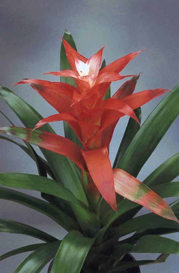 Name:  Guzmania Apache-01.jpg
Views: 35477
Size:  64.6 KB