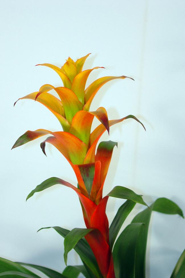 Name:  Guzmania Marjan-06.jpg
Views: 5211
Size:  43.8 KB