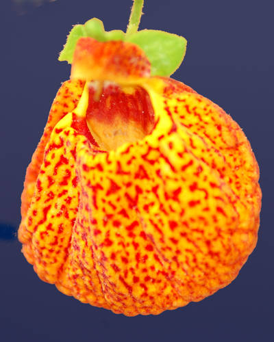 Name:  calceolaria_orange_large_cl.jpg
Views: 13173
Size:  41.2 KB