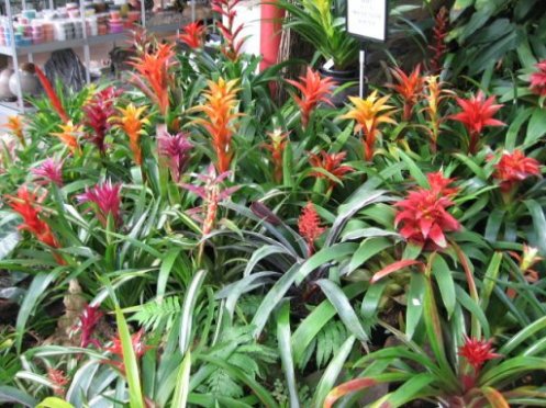 Name:  succulent and bromeliads 042.jpg
Views: 7180
Size:  65.0 KB