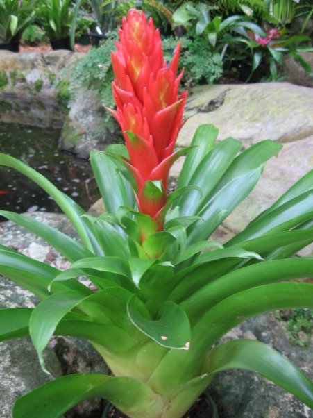 Name:  succulent and bromeliads 043.jpg
Views: 8171
Size:  58.9 KB