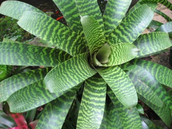 Name:  succulent and bromeliads 049.jpg
Views: 6324
Size:  64.7 KB