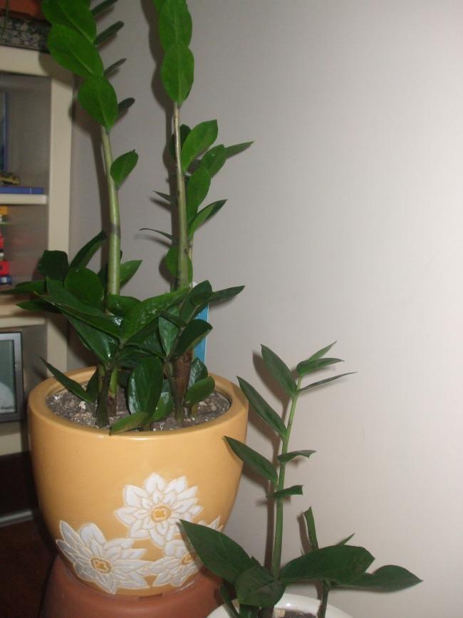 Уход за комнатными растениями zamioculcas emerald palms Уход за комнатными растениями zamioculcas emerald palms