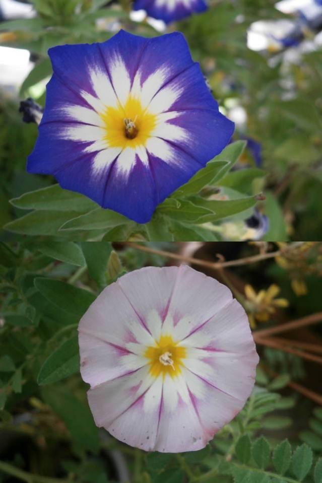 Name:  Convolvulus tricolor - Gndz Sefas.jpg
Views: 10944
Size:  56.2 KB