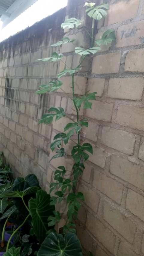 Name:  FB_IMG_16091715413560803.jpg
Views: 968
Size:  45.8 KB