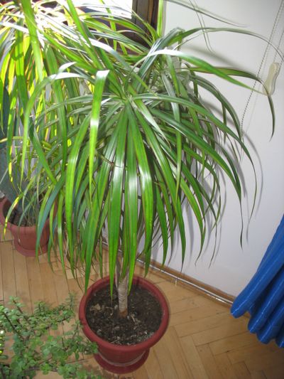 Dracaena: Yaprakların uçları kurudu. Dracaena marginate - evde bakım Dracaena: Yaprakların uçları kurudu. Dracaena marginate - evde bakım