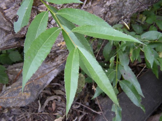 Name:  Salix fragilis.jpg
Views: 13505
Size:  56.1 KB