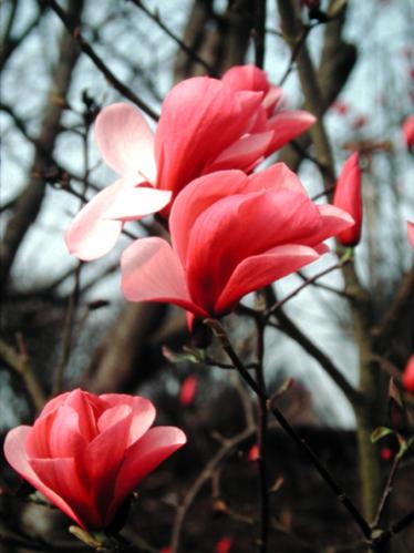 Name:  magnolia-galaxy--briggs-01-gpp.jpg
Views: 2149
Size:  28.7 KB