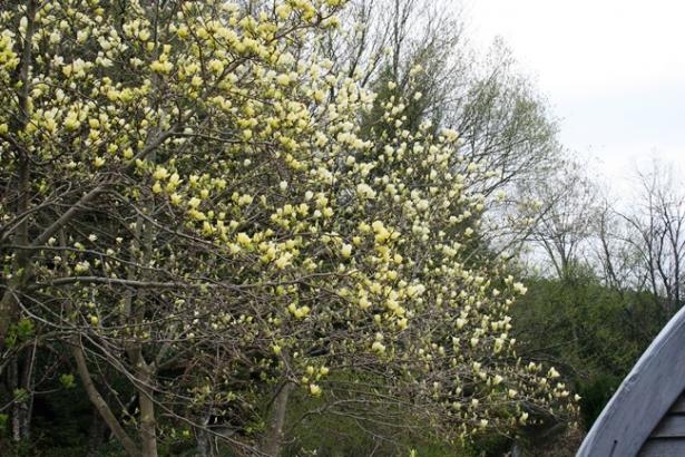 Name:  yellow-magnolias.jpg
Views: 2075
Size:  72.7 KB
