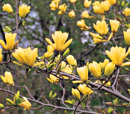 Name:  yellow magnolia1.jpg
Views: 5743
Size:  52.1 KB