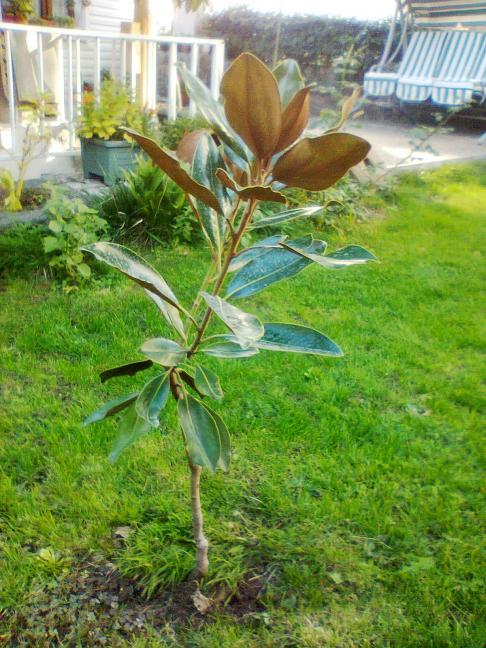 Name:  Magnolia Grandiflora 'Little Gem'1.jpg
Views: 1811
Size:  72.9 KB