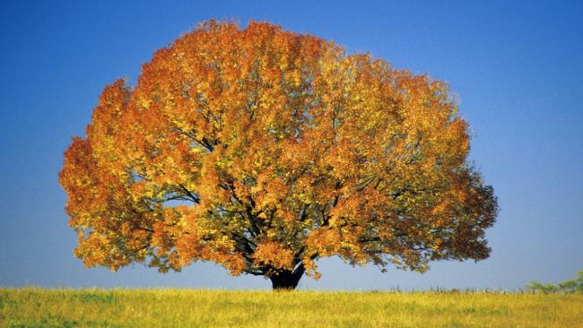 Name:  Colorful Maple Tree.jpg
Views: 74852
Size:  47.1 KB