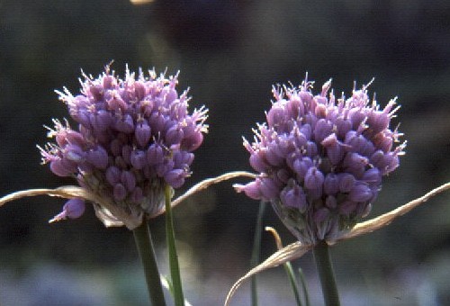TÌNH YÊU CÂY CỎ ĐV 9 - Page 25 8442d1174513813-allium_sieheanum_2heads