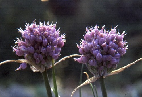 Name:  Allium_sieheanum_2heads.jpg
Views: 1182
Size:  43.4 KB