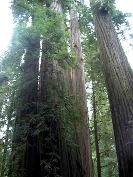 Name:  Sequoia_sempervirens.jpg
Views: 930
Size:  51.6 KB