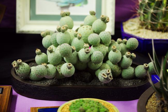 Name:  Tephrocactus geometricus, Best Advanced Cactus, Ron H.jpg
Views: 3281
Size:  44.2 KB