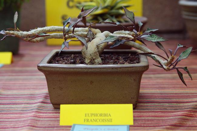 Name:  Euphorbia francoissii.jpg
Views: 1751
Size:  43.6 KB