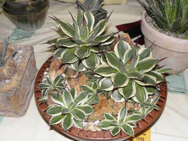 Name:  Agave patonii compact Variegated - Mary B..jpg
Views: 1708
Size:  63.1 KB