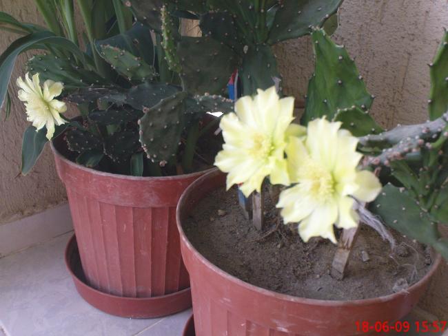 Name:  DSC03856.jpg
Views: 1829
Size:  42.9 KB