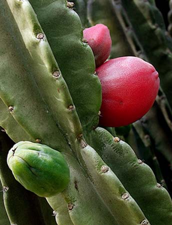 Name:  Cereus peruvianus.jpg
Views: 3024
Size:  55.0 KB