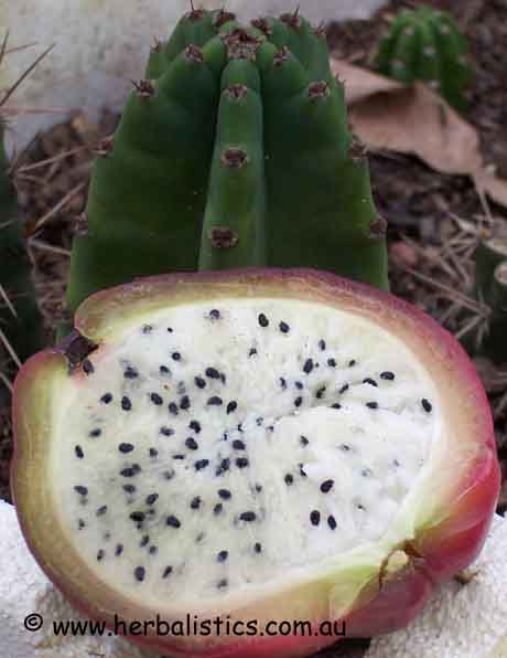 Name:  Cereus1.jpg
Views: 2977
Size:  38.7 KB