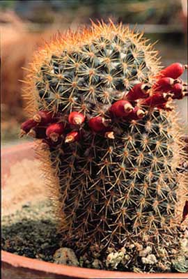Name:  Mammilaria_sp.jpg
Views: 2928
Size:  62.1 KB