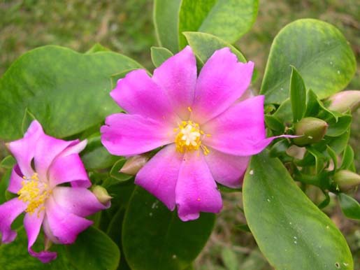 Name:  Pereskia grandifolia.jpg
Views: 2870
Size:  55.4 KB