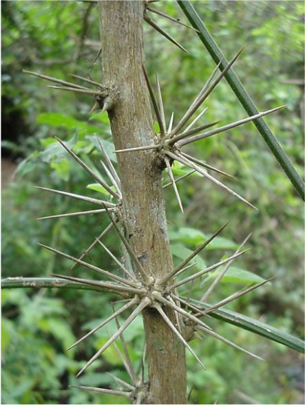 Name:  pereskia3.jpg
Views: 2859
Size:  54.1 KB