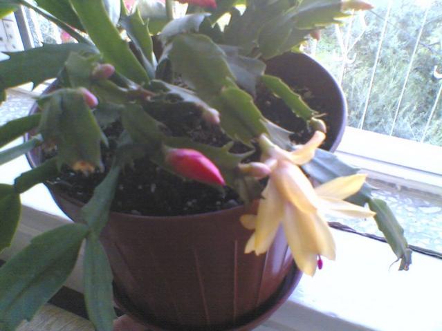 Yılbaşı Çiçeği (Schlumbergera) - Page 22 - agaclar.net