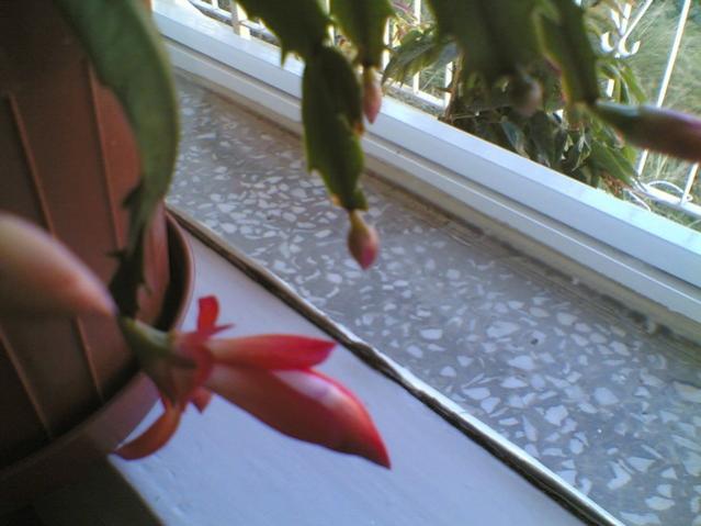 Yılbaşı Çiçeği (Schlumbergera) - Page 22 - agaclar.net