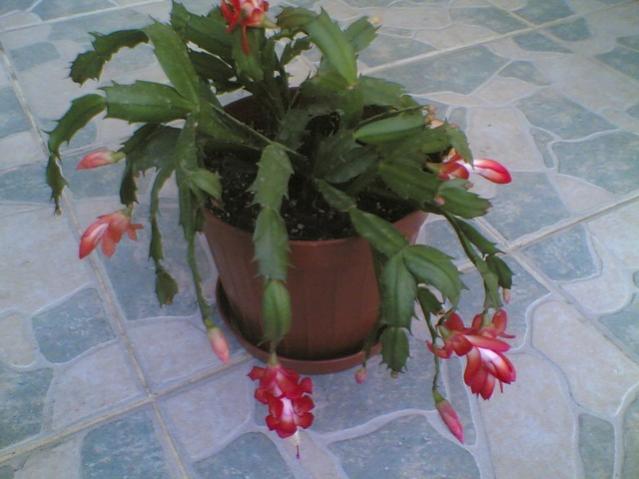 Yılbaşı Çiçeği (Schlumbergera) - Page 22 - agaclar.net