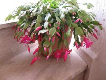 agaclar.net - Yılbaşı Çiçeği (Schlumbergera)