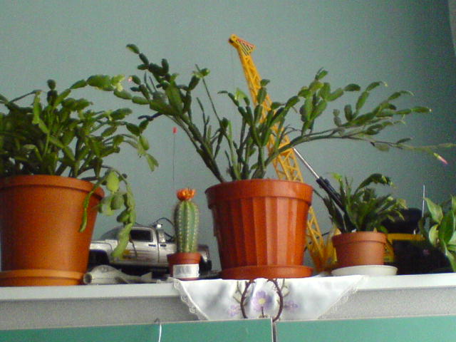 Yılbaşı Çiçeği (Schlumbergera) - Page 24 - agaclar.net