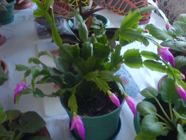 Yılbaşı Çiçeği (Schlumbergera) - Page 24 - agaclar.net