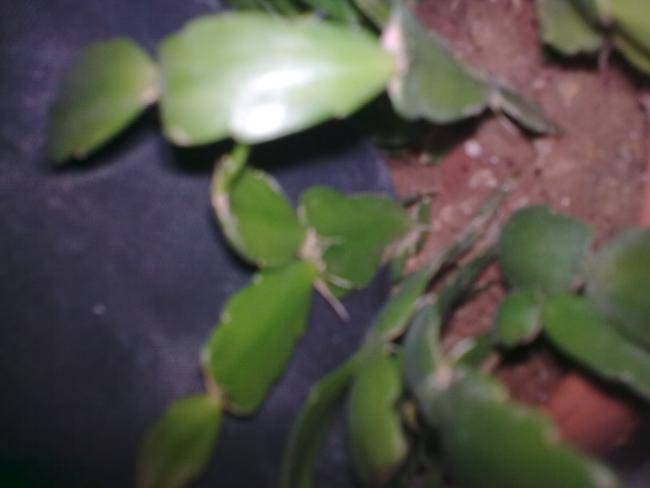 Yılbaşı Çiçeği (Schlumbergera) - Page 25 - agaclar.net