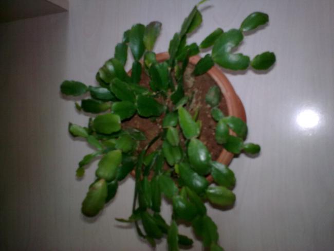 Yılbaşı Çiçeği (Schlumbergera) - Page 25 - agaclar.net