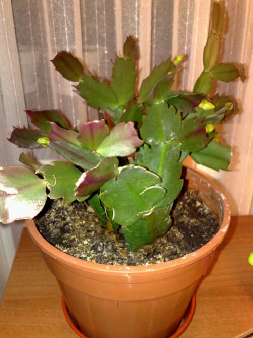 Yılbaşı Çiçeği (Schlumbergera) - Page 25 - agaclar.net