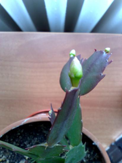 Yılbaşı Çiçeği (Schlumbergera) - Page 25 - agaclar.net