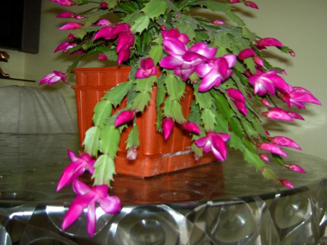Yılbaşı Çiçeği (Schlumbergera) - Page 26 - agaclar.net