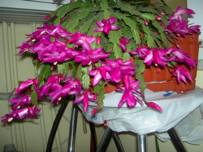 Yılbaşı Çiçeği (Schlumbergera) - Page 26 - agaclar.net