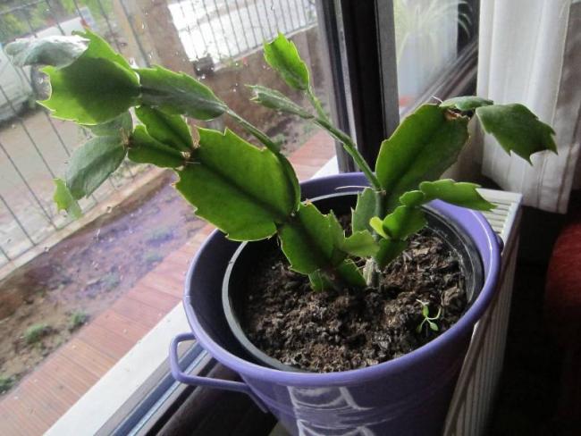 Yılbaşı Çiçeği (Schlumbergera) - Page 31 - agaclar.net