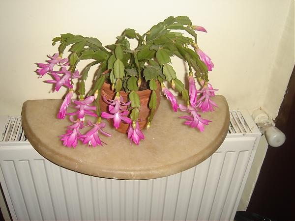 Yılbaşı Çiçeği (Schlumbergera) - Page 7 - agaclar.net