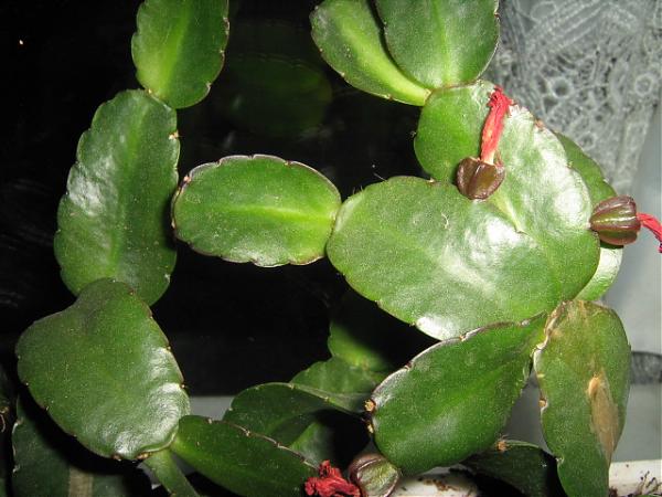 Yılbaşı Çiçeği (Schlumbergera) - Page 9 - agaclar.net