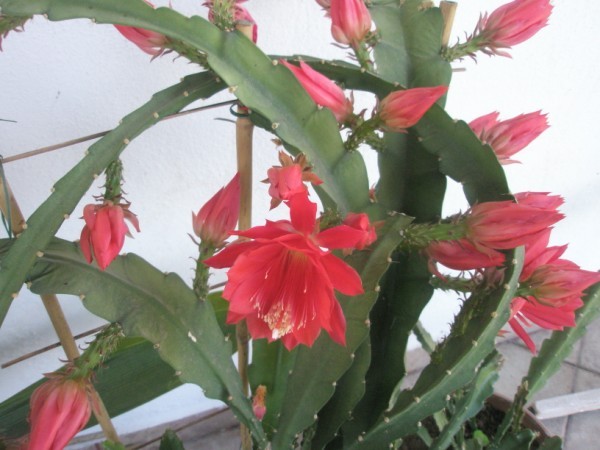 Name:  epiphyllum (600 x 450).jpg
Views: 241079
Size:  66.1 KB