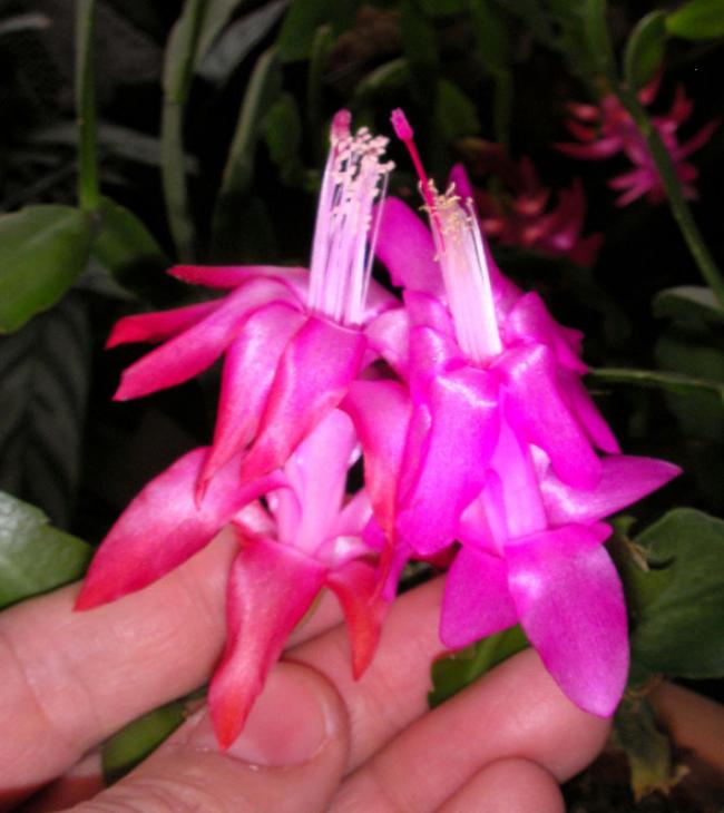 Yılbaşı Çiçeği (Schlumbergera) - Page 38 - agaclar.net