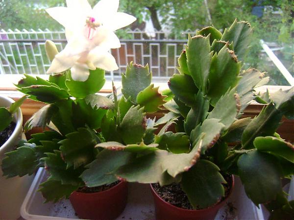 Yılbaşı Çiçeği (Schlumbergera) - Page 10 - agaclar.net